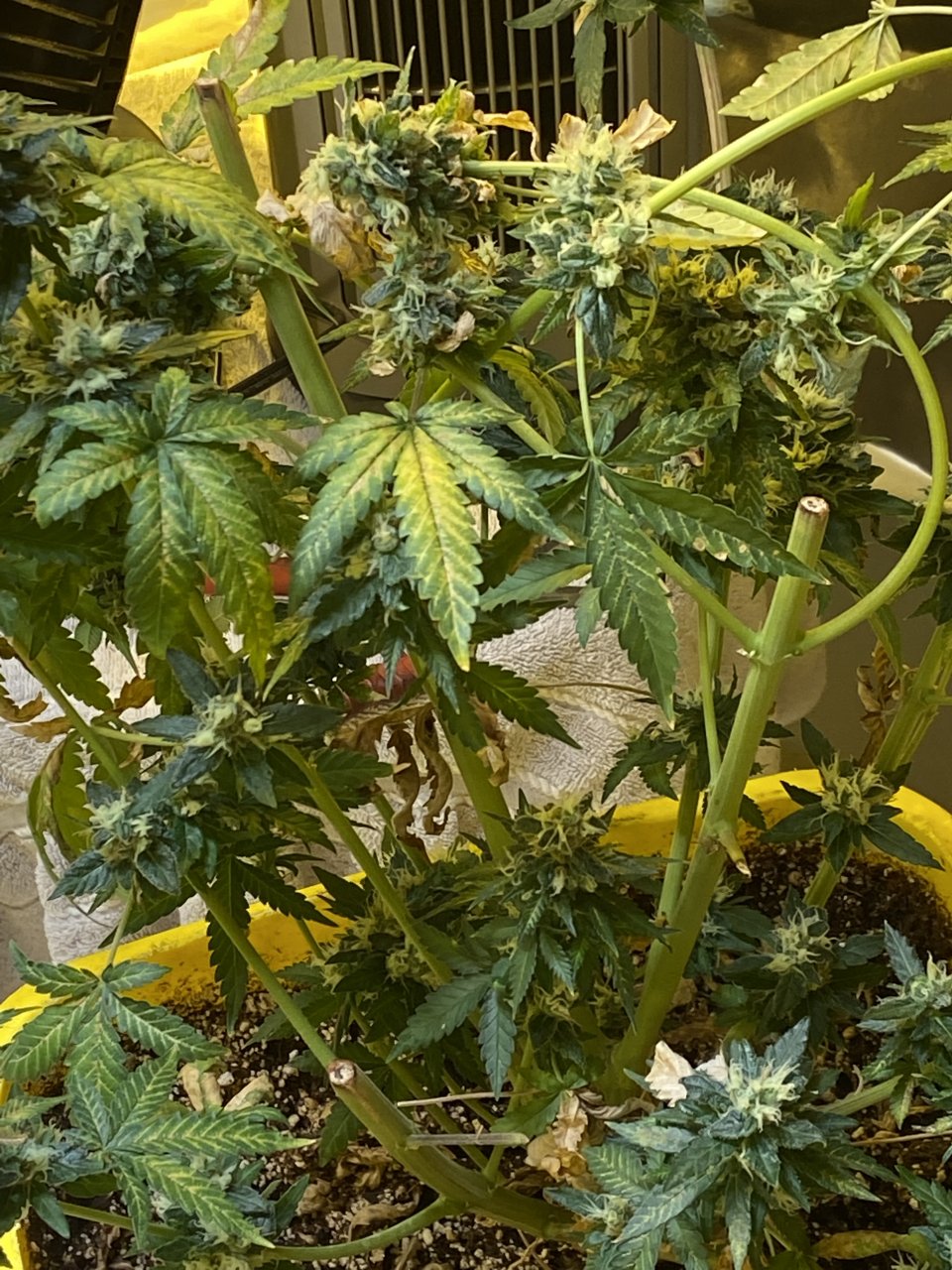 Half Plant