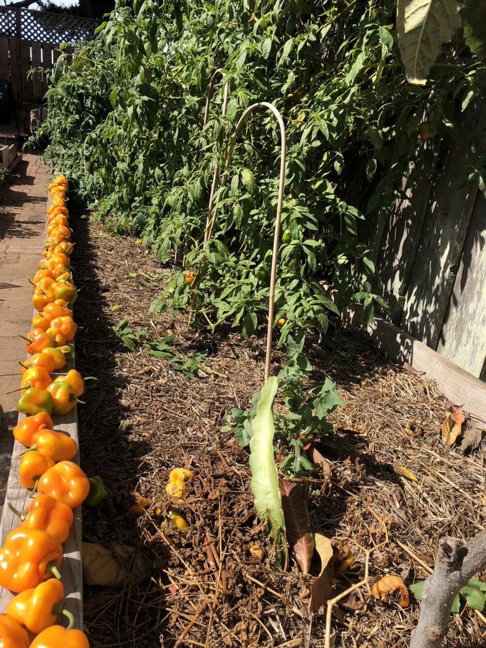 Harvest #6 - High Brix Manzano Peppers