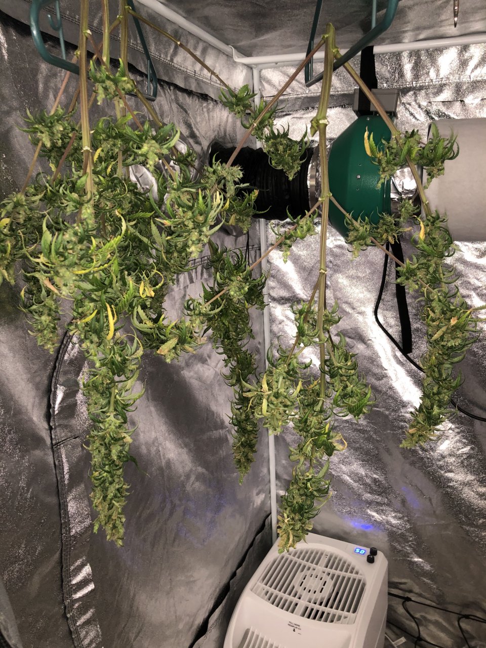 Harvested Today - Week 9