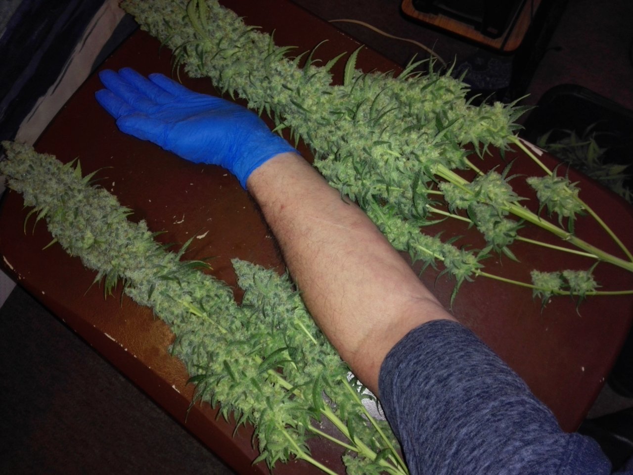 Harvesting the Dos si dos by Blackskull seeds...