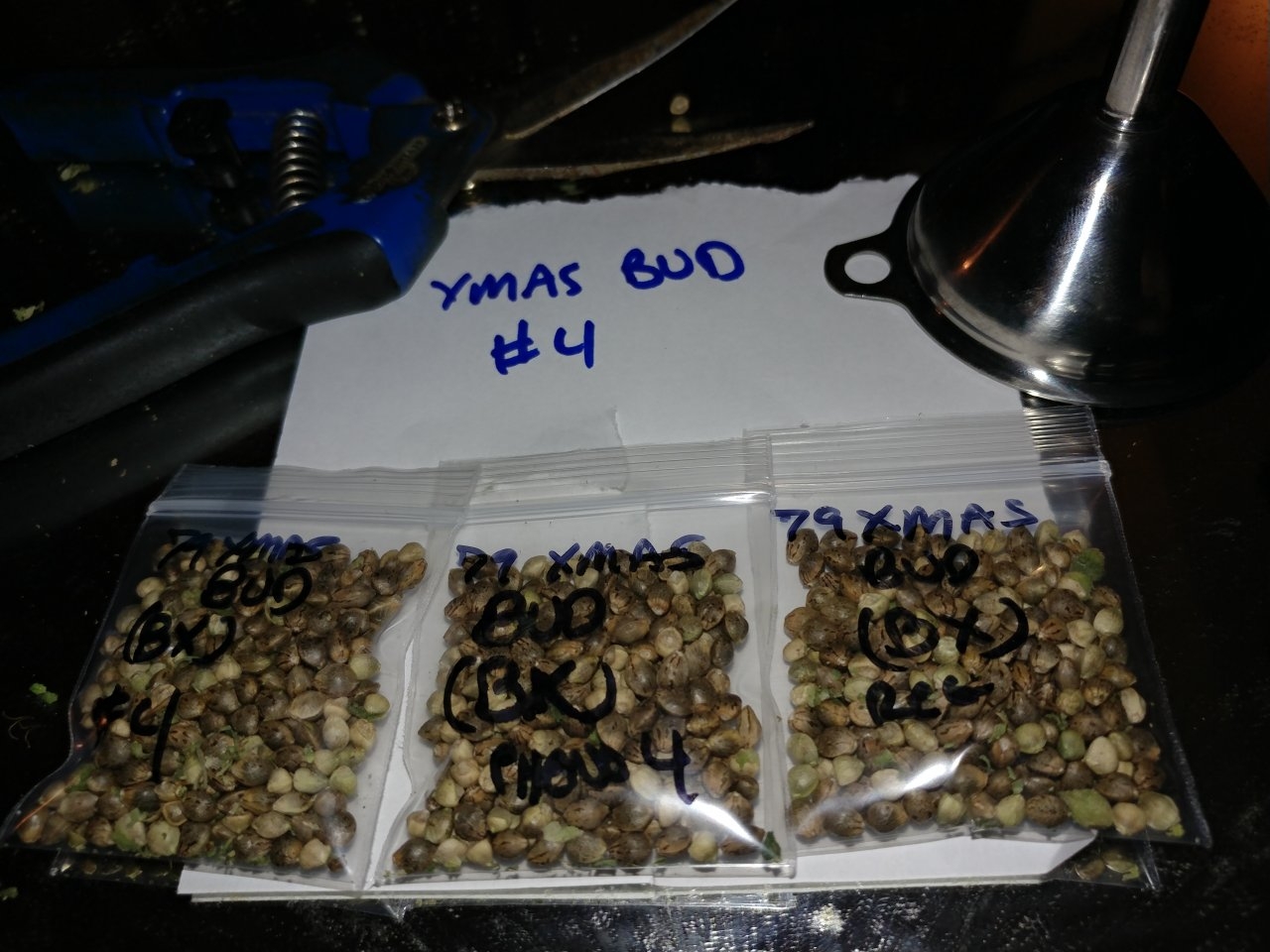 Hazeman Pine Tar Kush aka 79 Xmas Bud open pollen seed project and seed increase by icemud