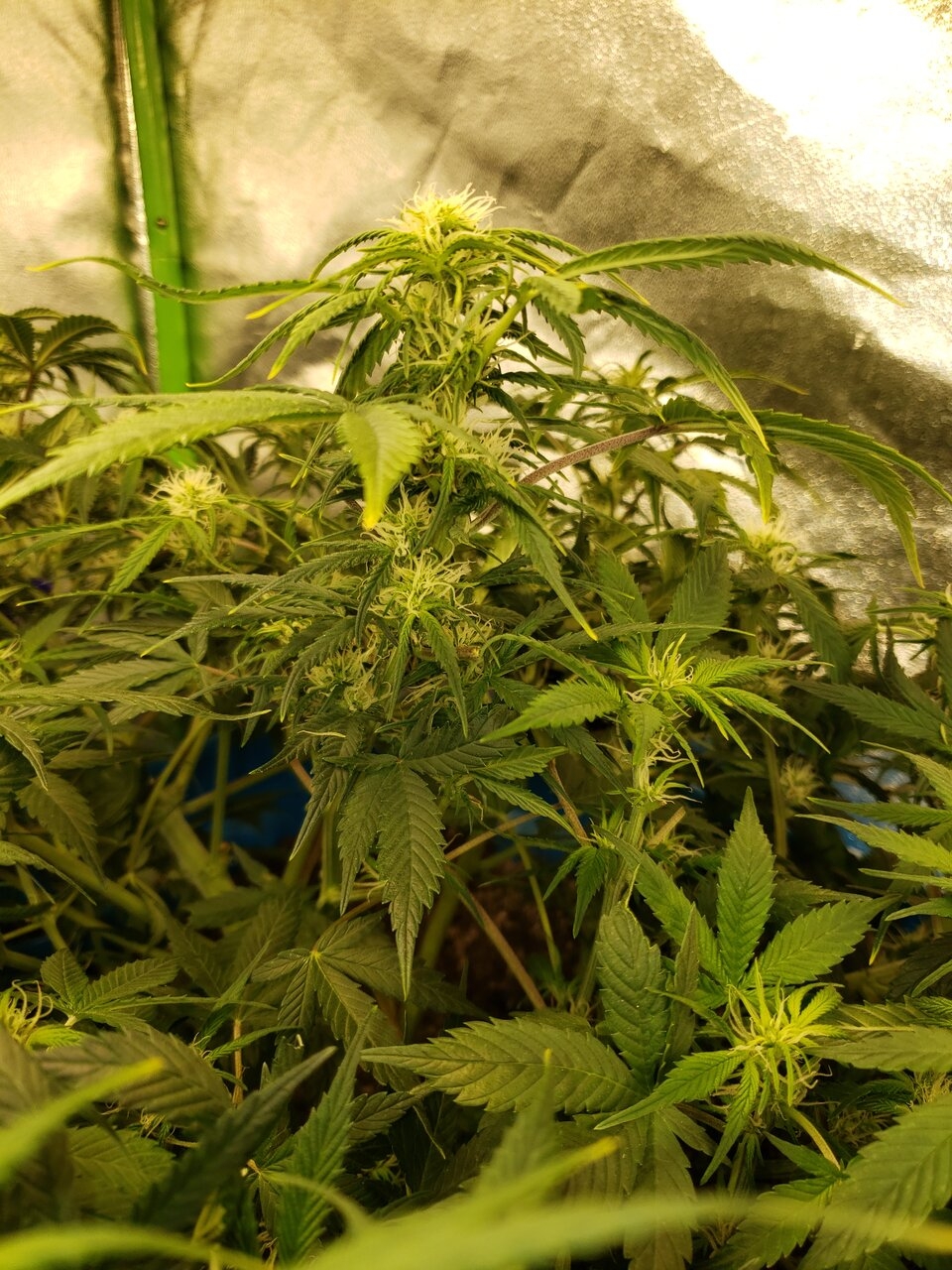 HB Bluedream auto after training
