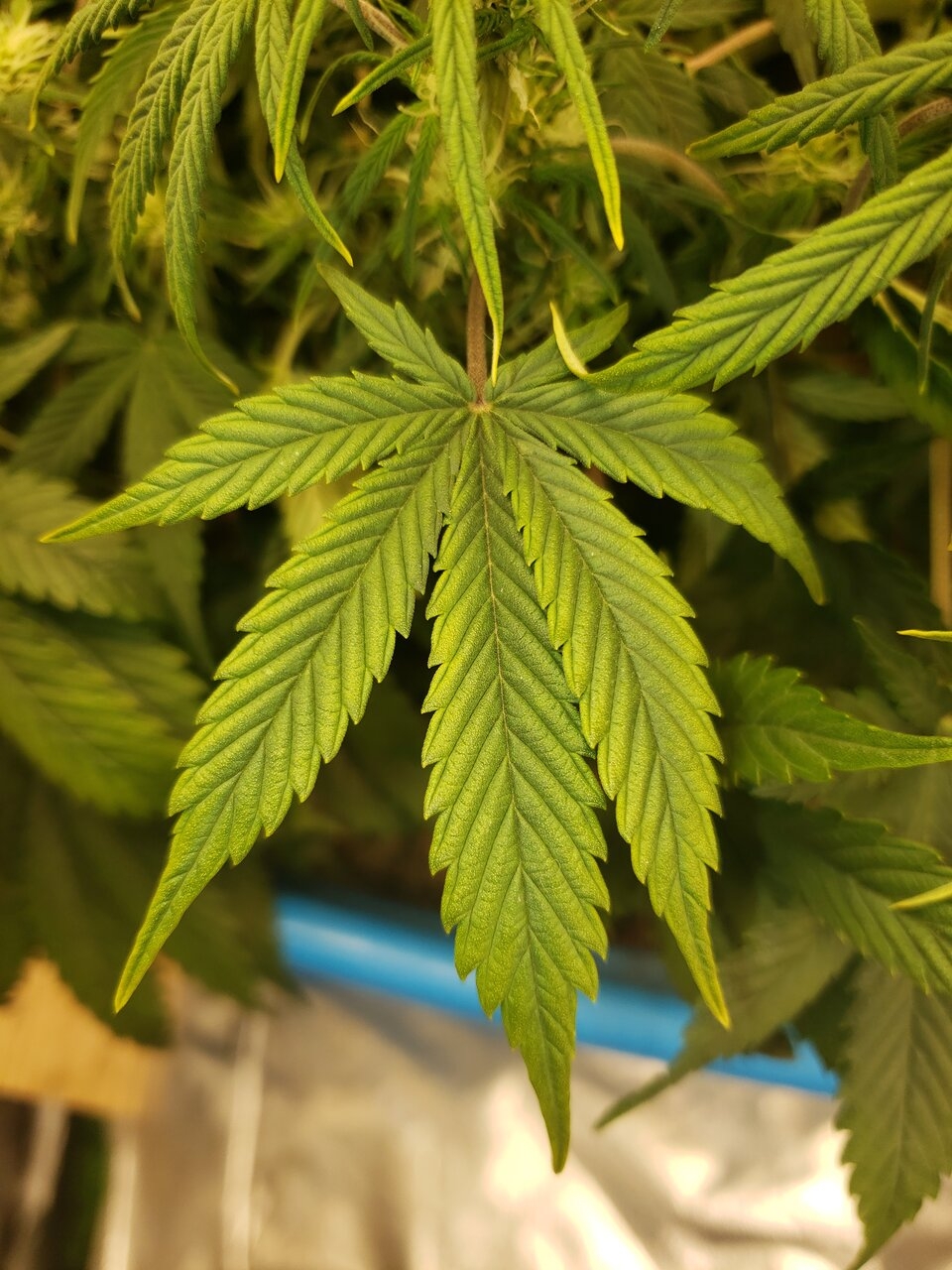 HB Bluedream auto havn slight yellowing on leaves