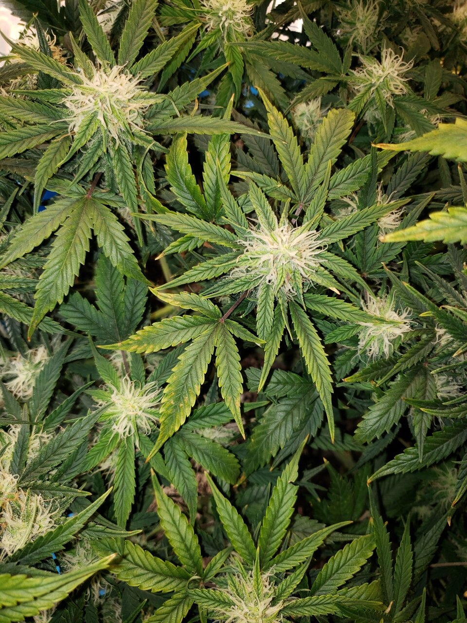 HB Bluedream auto maybe having issues?
