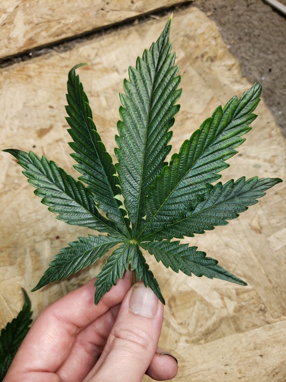 HB Bubba Island Kush leaf looks like a fake haha