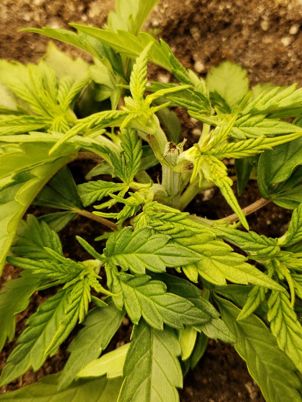 HB CPK - 3rd round soil-topped