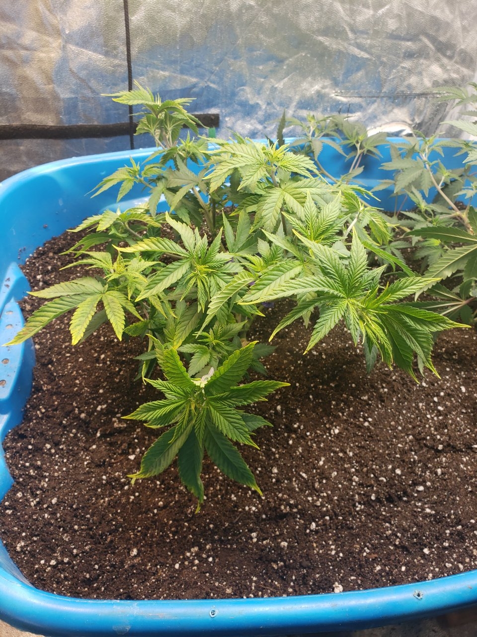 HB Ice Cream after pruning