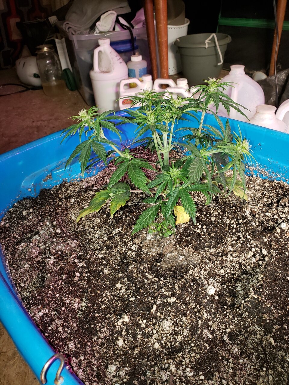 HB Laniakea starting flower in veg
