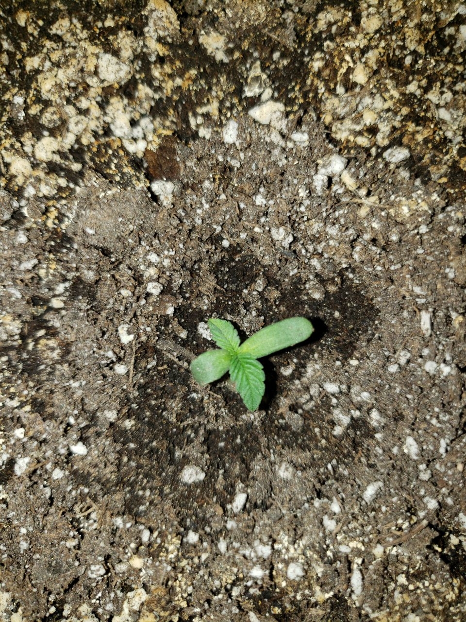 HB R.L.T seedling #1 the yellow one no more lol