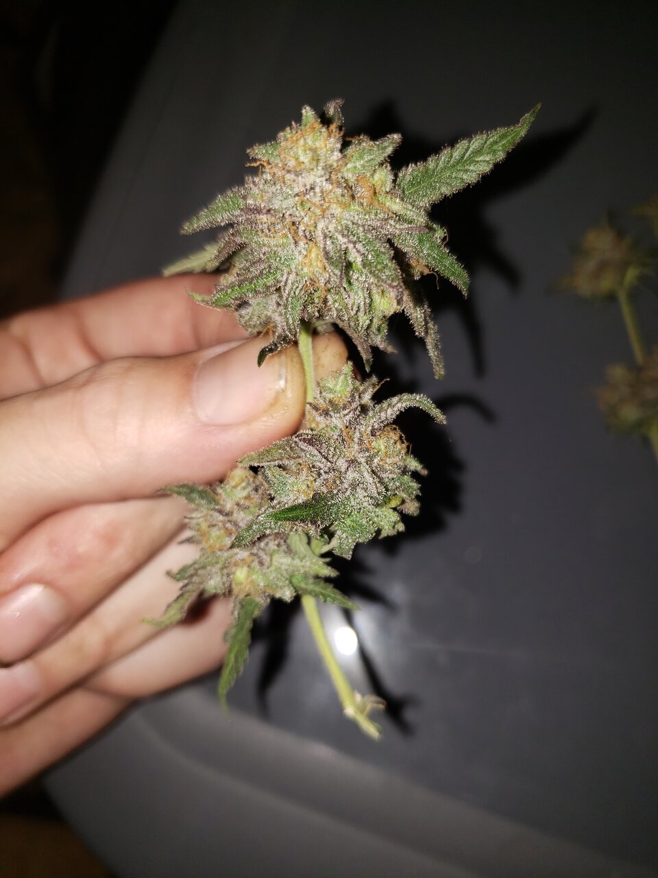 HB Sweet Tooth budporn