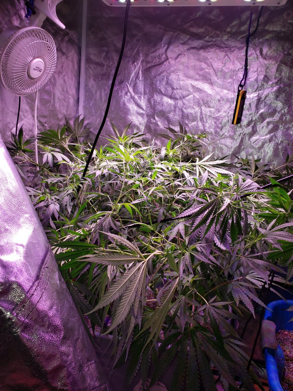 HB White Aliens after supercrop training