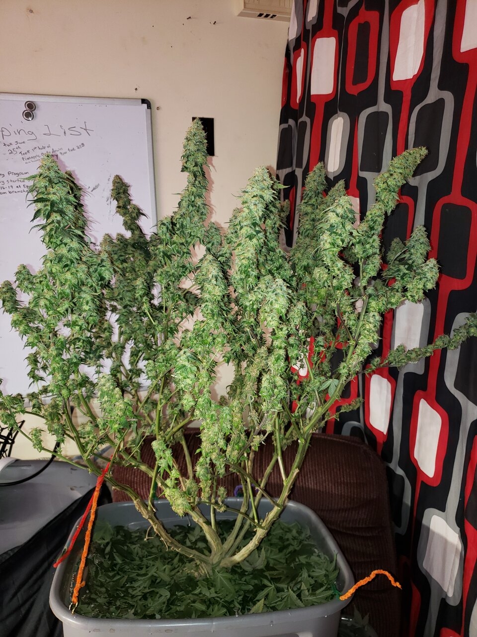 HB White Berry after harvest trim