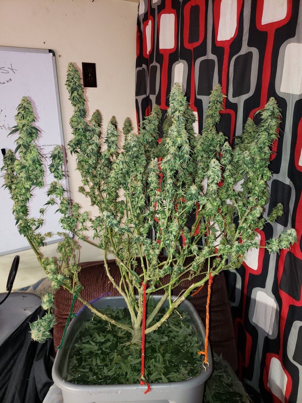 HB White Berry after harvest trim