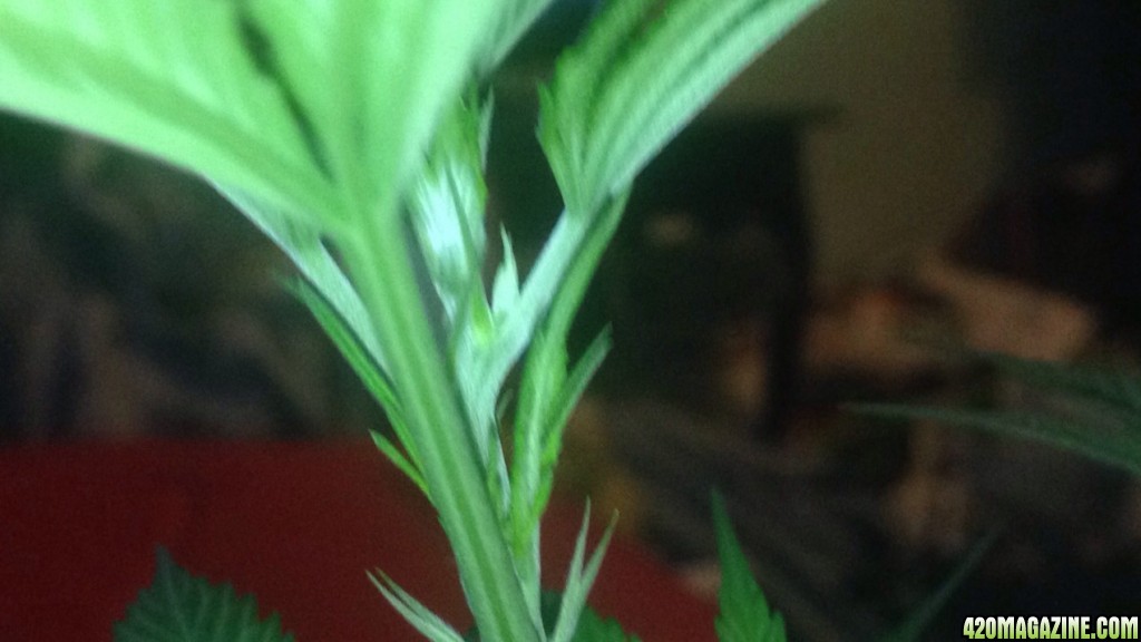 Help trouble identify stage of growth and sex