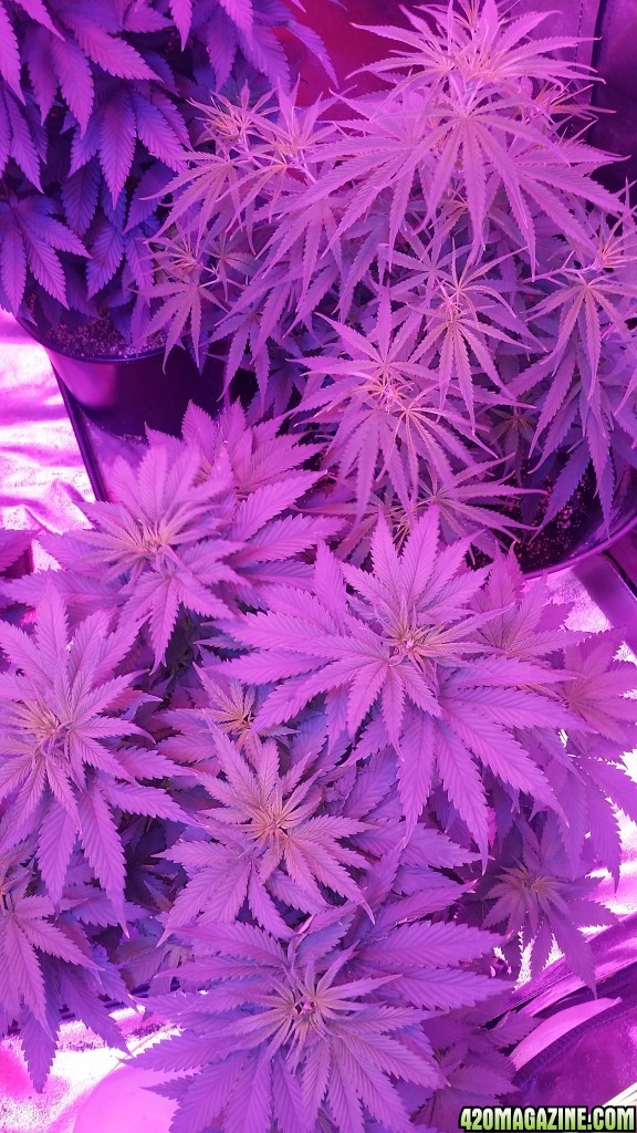 Help, what is going on with these girls?