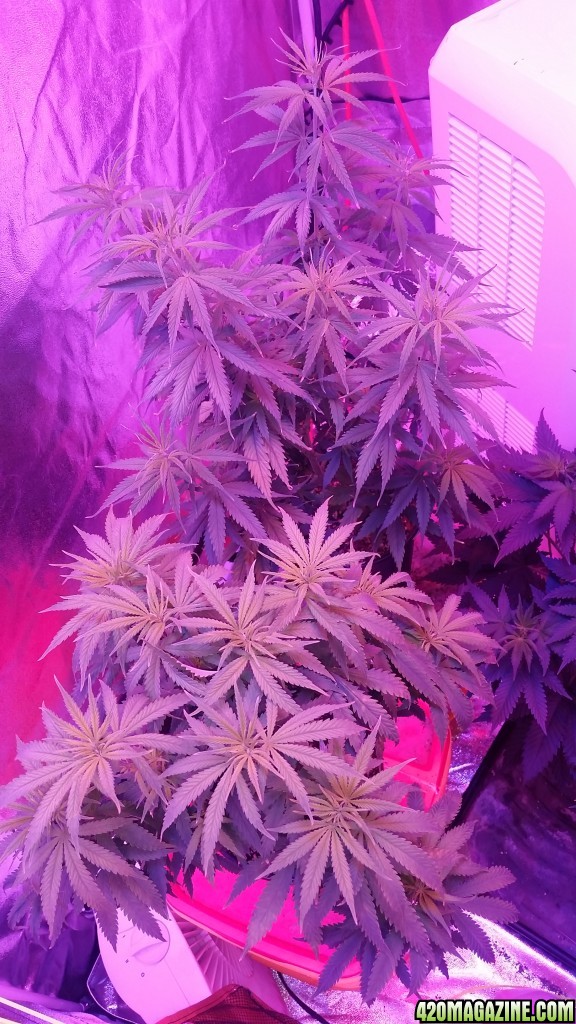 Help, what is going on with these girls?