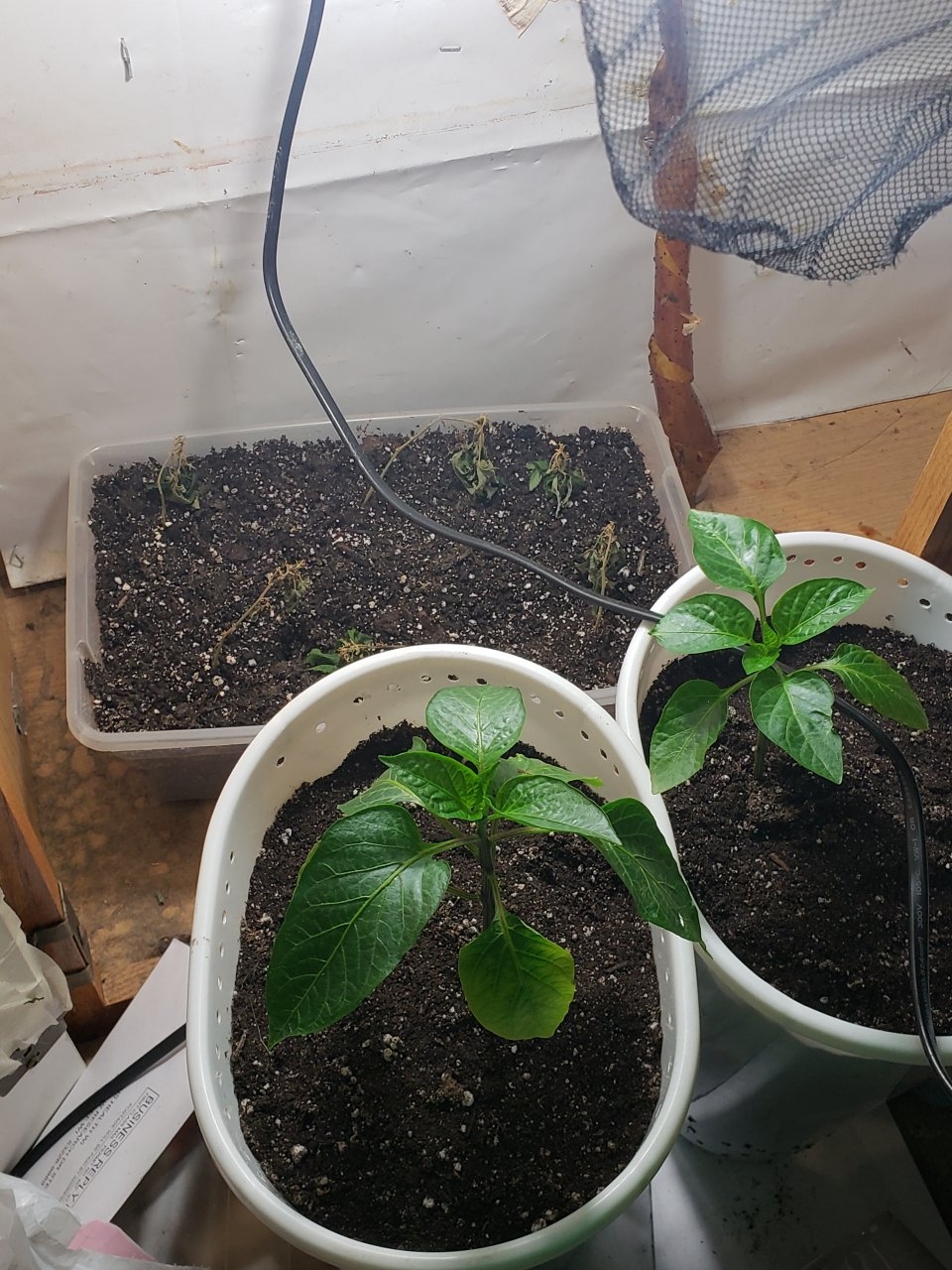 Hibrix clones failing but pepper plants on point lol