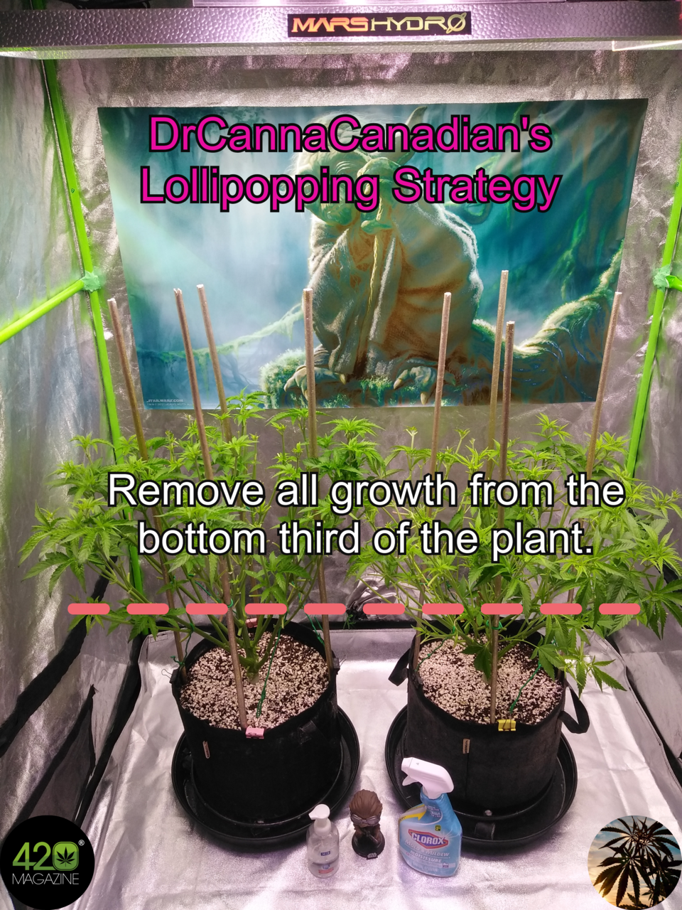 High Stress Training (HST) - DrCannaCanadian's "Lollipopping" Strategy