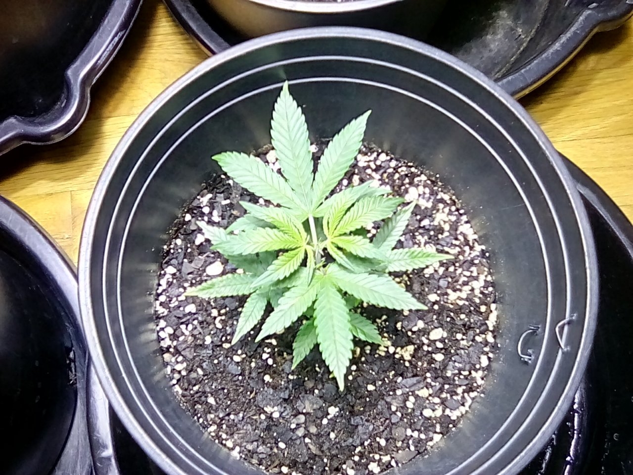 Hong Kong clone topped to facilitate branching for more cloning.
