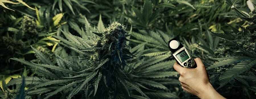 How To Use A Lux Meter To Increase Your Cannabis Yields