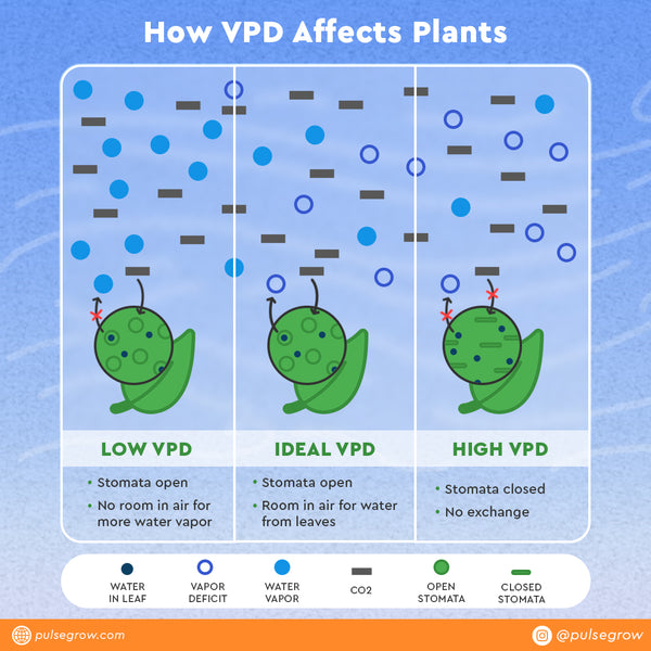 How VPD affects plants