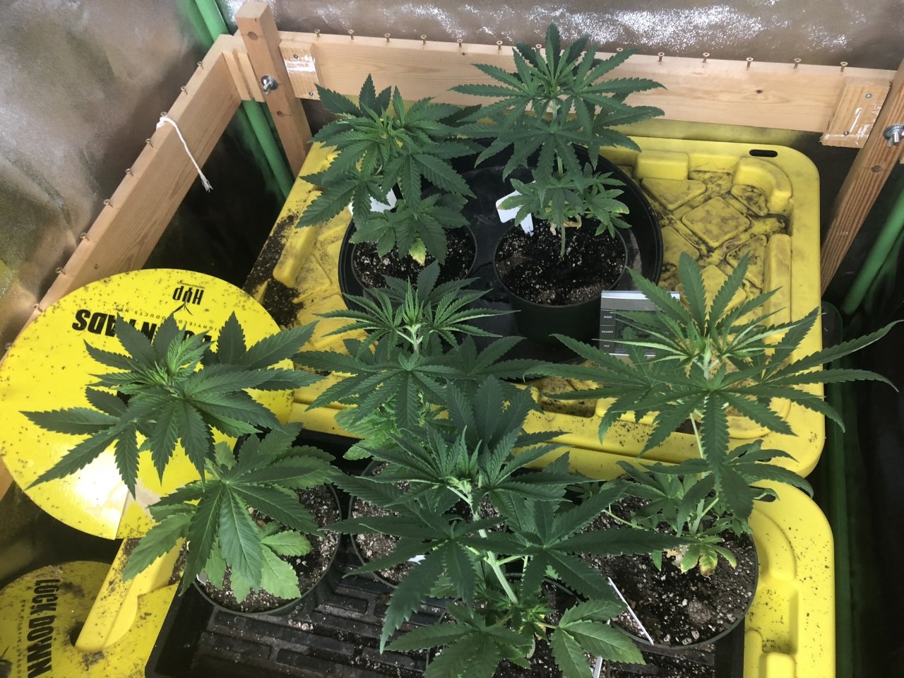 HSO Bubba 76 and Gift of Fire F2