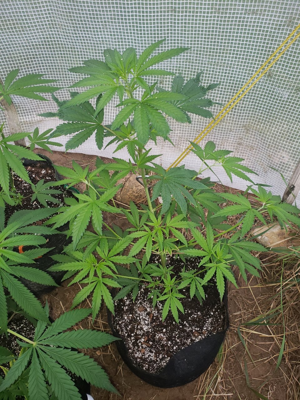 I think also a GSC clone outdoor