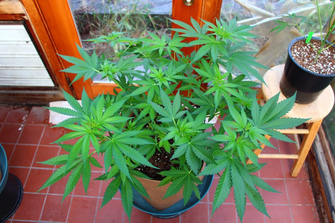 Ice Bomb Feminized-Day 50 of Veg. from Seed