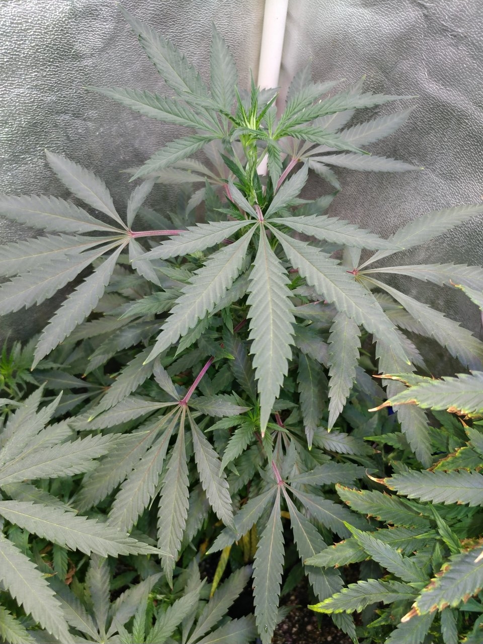 Icemud Pine Tar Kush 79 Xmas bud seed project cannabis marijuana