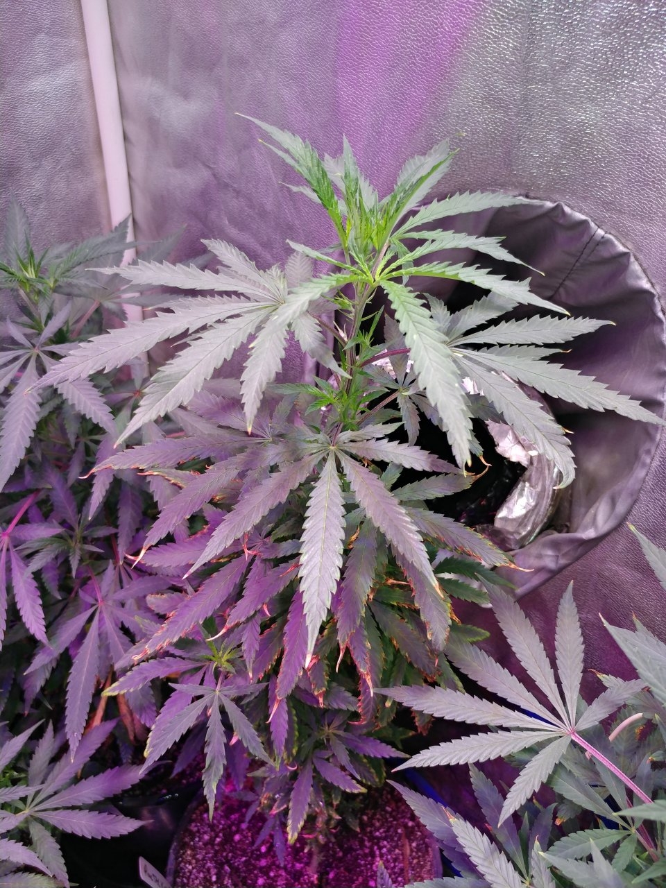 Icemud Pine Tar Kush 79 Xmas bud seed project cannabis marijuana