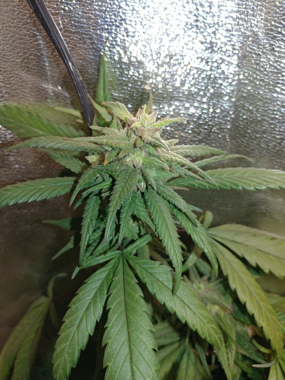 icemud_apollo 13_cannabis_seed_open pollen_grow (15).jpg