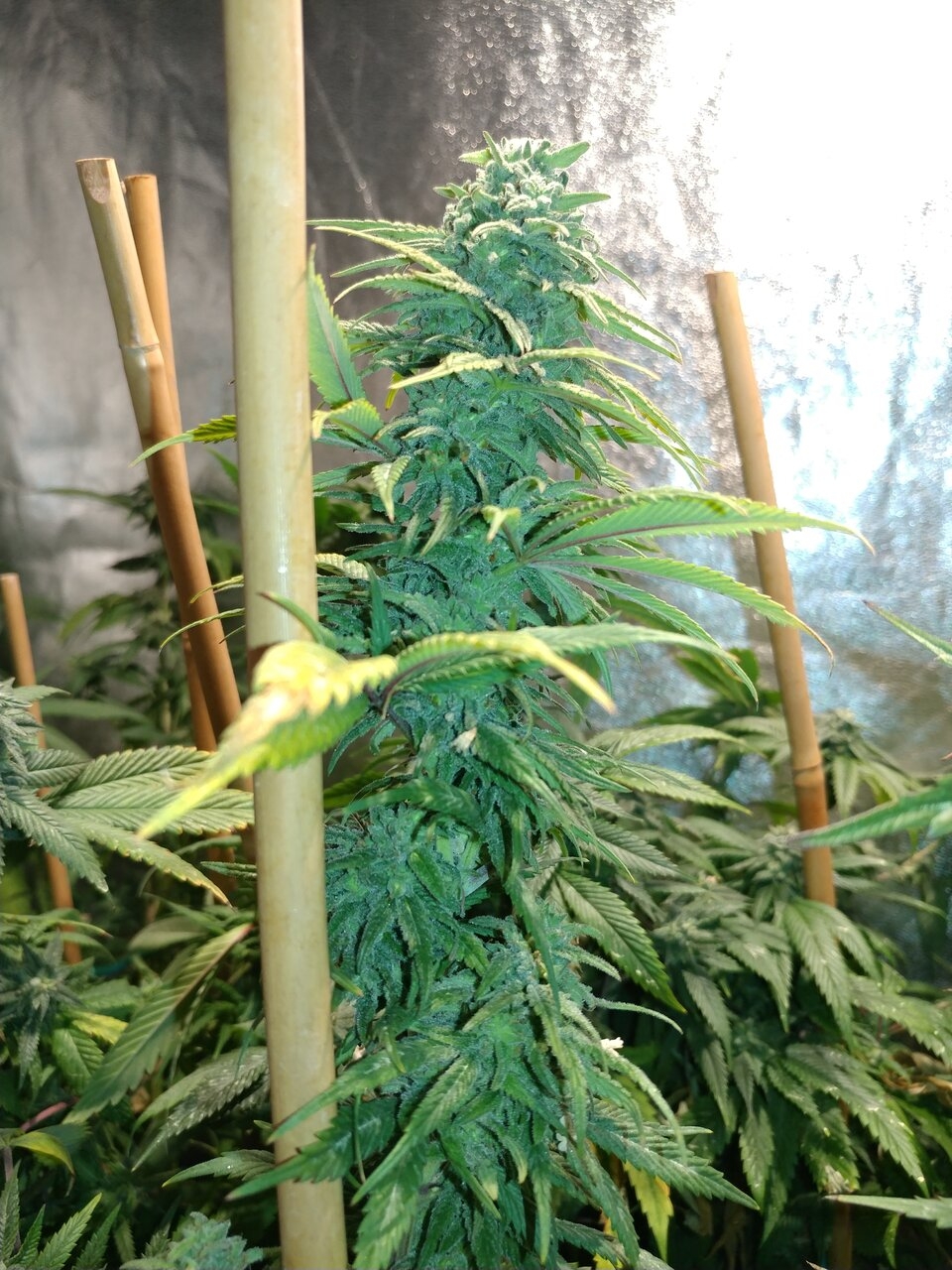 icemud_apollo 13_cannabis_seed_open pollen_grow (3).jpg