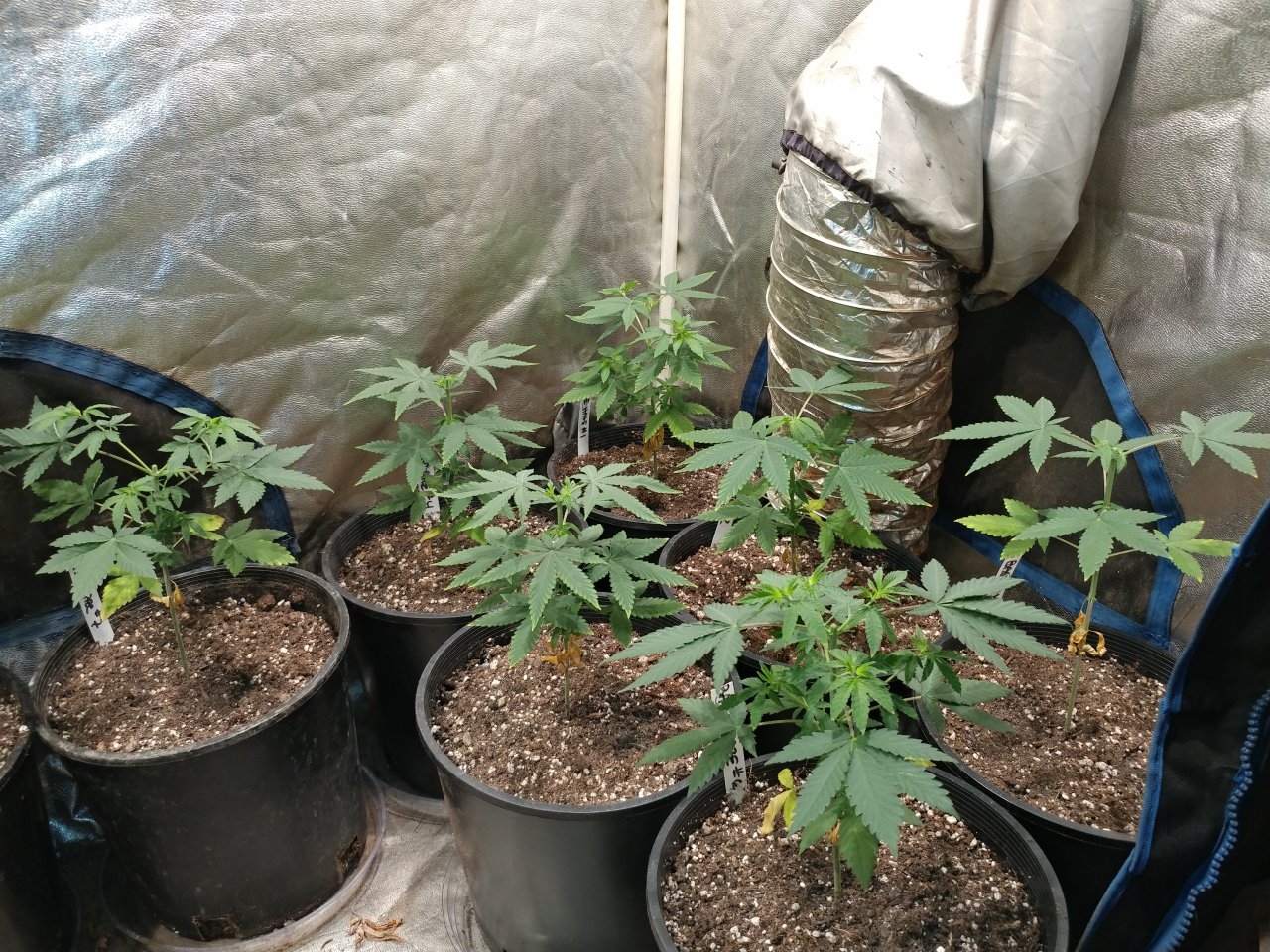 Icemud_Bangi Haze F9_veg_cannabis_seed_led grow light_indoor (1).jpg