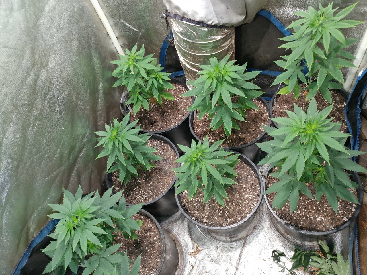 Icemud_Bangi Haze F9_veg_cannabis_seed_led grow light_indoor (3).jpg
