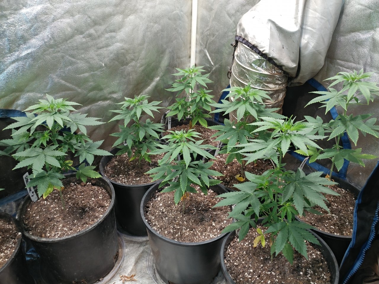 Icemud_Bangi Haze F9_veg_cannabis_seed_led grow light_indoor (4).jpg