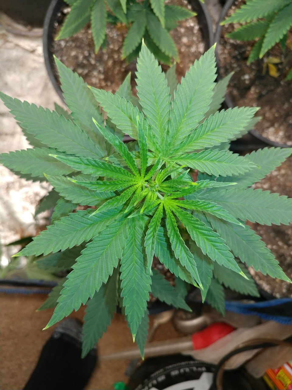 Icemud_Bangi Haze F9_veg_cannabis_seed_led grow light_indoor (6).jpg