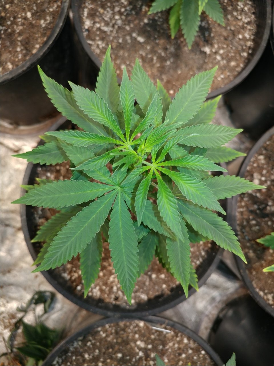 Icemud_Bangi Haze F9_veg_cannabis_seed_led grow light_indoor (7).jpg
