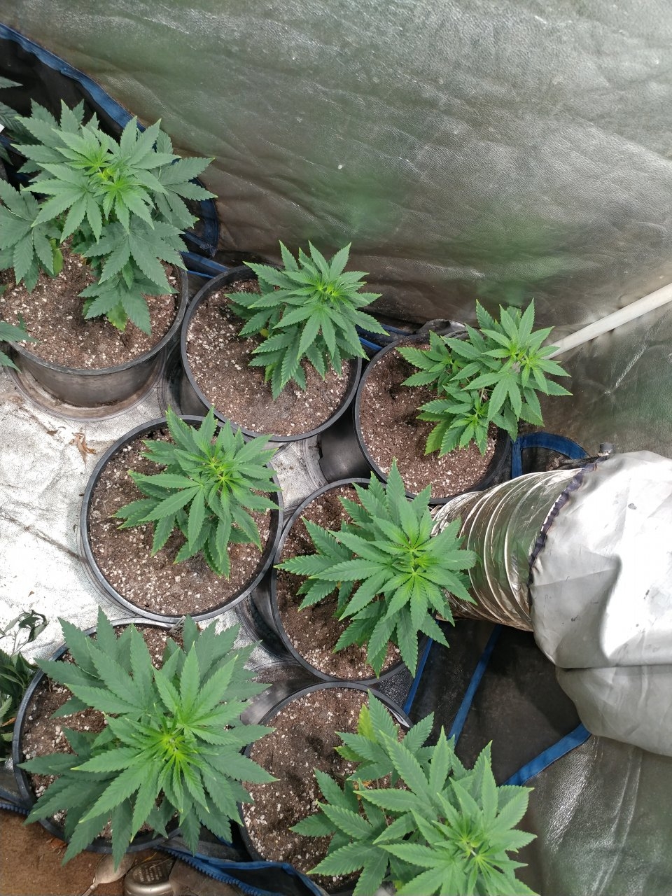 Icemud_Bangi Haze F9_veg_cannabis_seed_led grow light_indoor (9).jpg