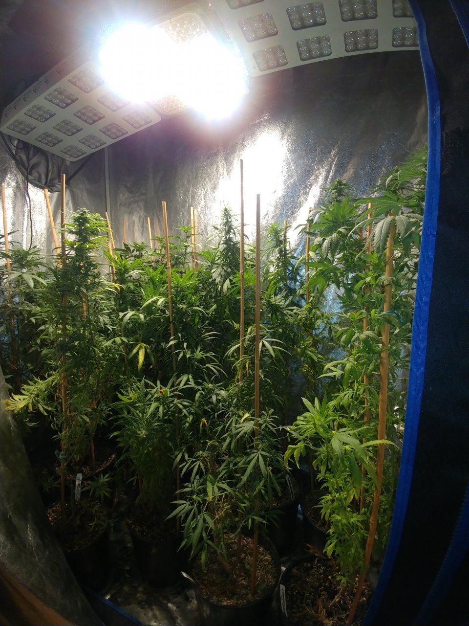 Icemud_bangi haze_cannabis_seed_grow_led grow light (1).jpg