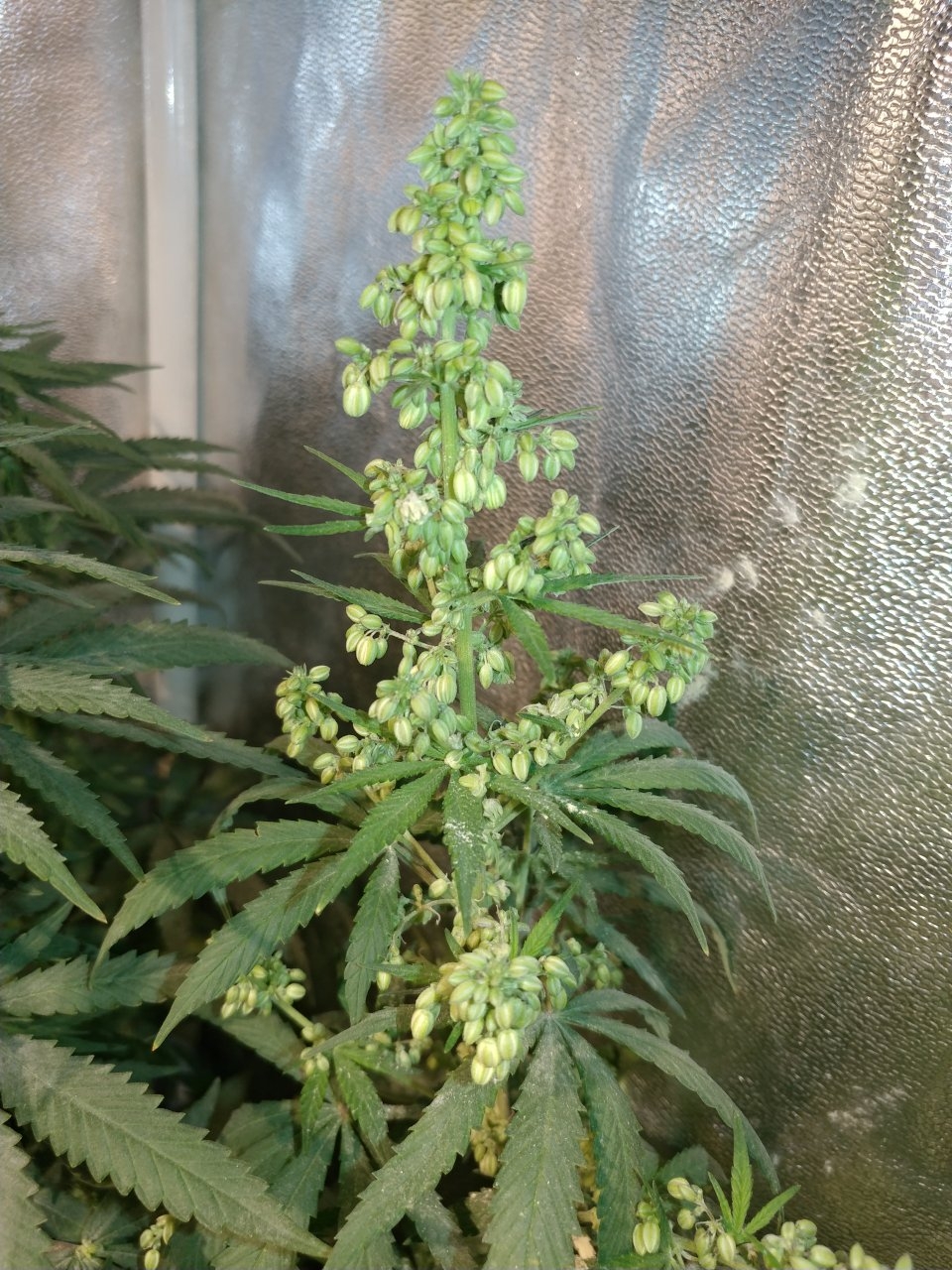 Icemud_bangi haze_cannabis_seed_grow_led grow light (11).jpg