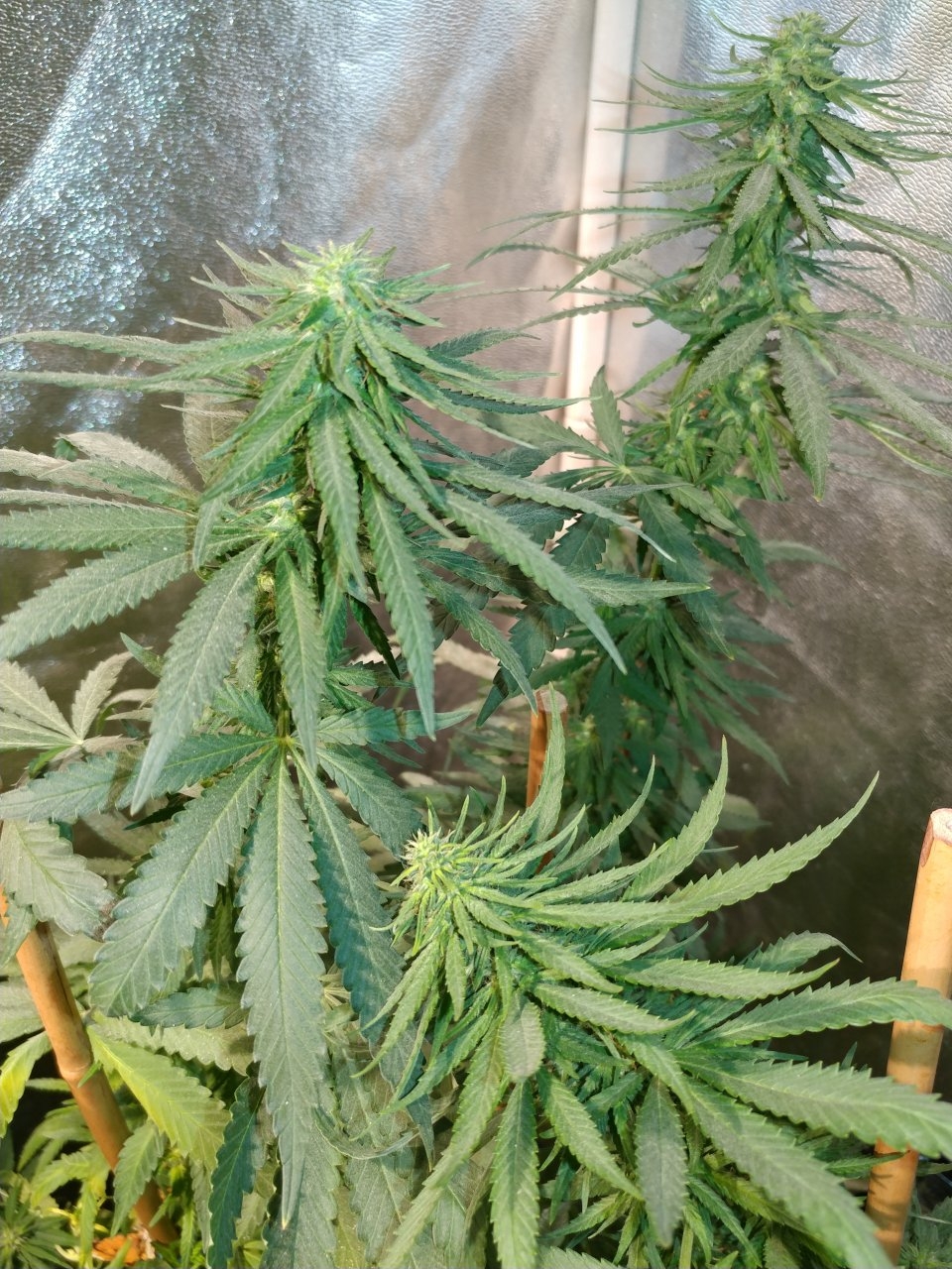 Icemud_bangi haze_cannabis_seed_grow_led grow light (13).jpg