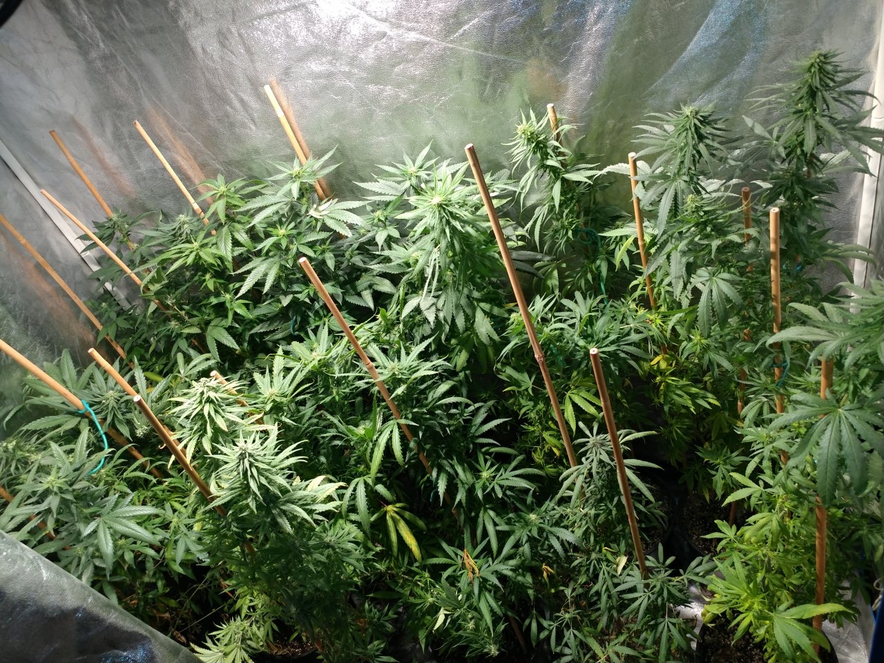 Icemud_bangi haze_cannabis_seed_grow_led grow light (20).jpg