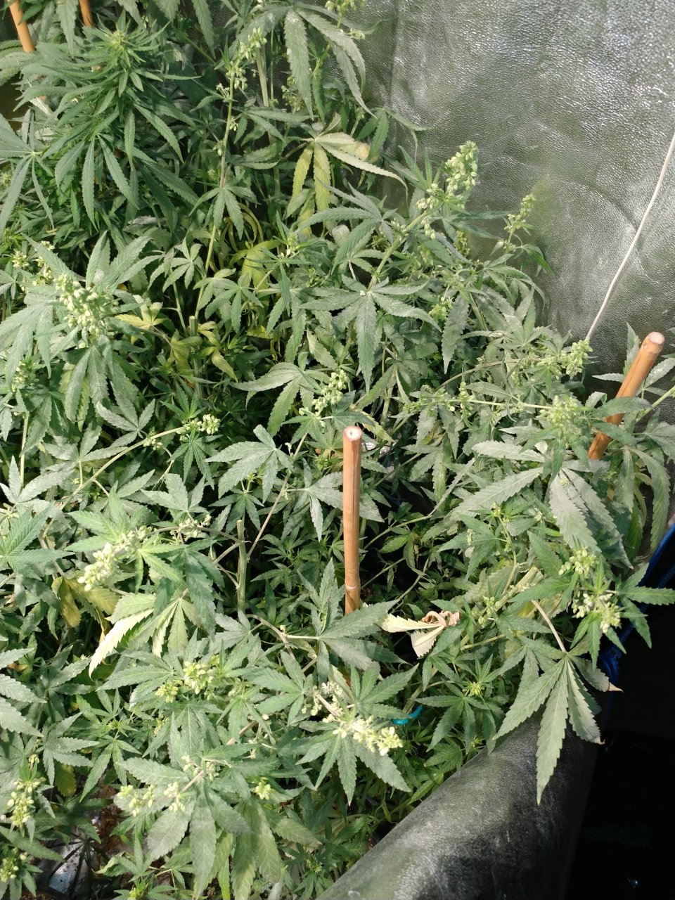Icemud_bangi haze_cannabis_seed_grow_led grow light (3).jpg
