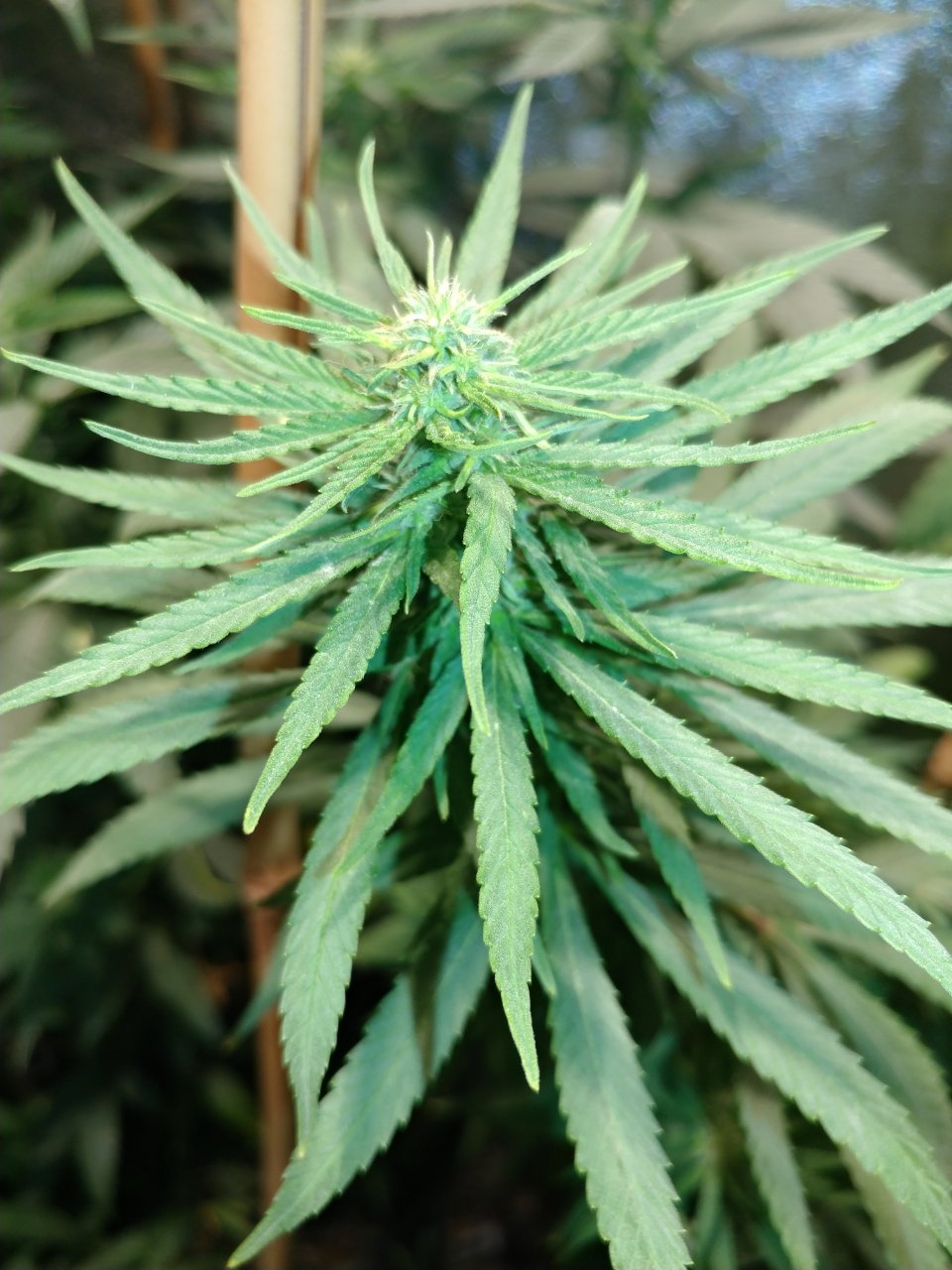 Icemud_bangi haze_cannabis_seed_grow_led grow light (6).jpg