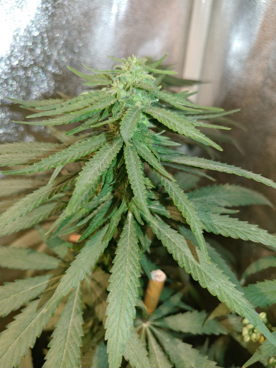Icemud_bangi haze_cannabis_seed_grow_led grow light (8).jpg