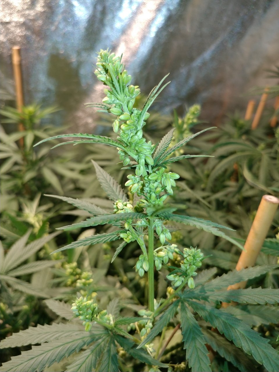 Icemud_Bangi Haze_F9_cannabis_seed_grow (11).jpg