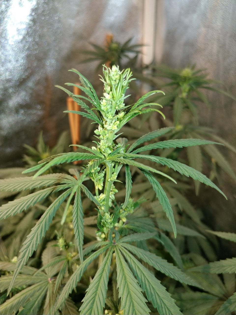 Icemud_Bangi Haze_F9_cannabis_seed_grow (12).jpg