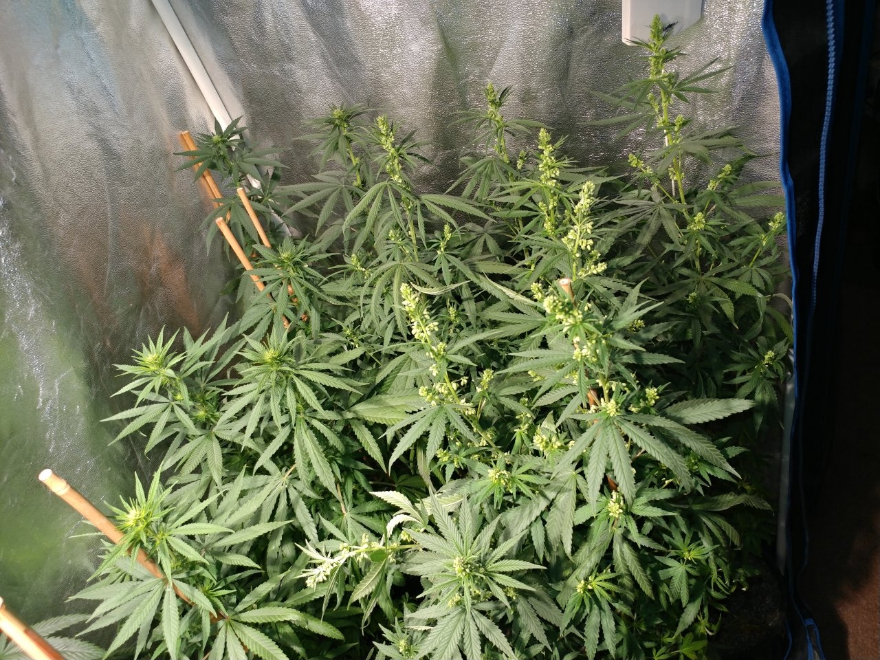 Icemud_Bangi Haze_F9_cannabis_seed_grow (5).jpg
