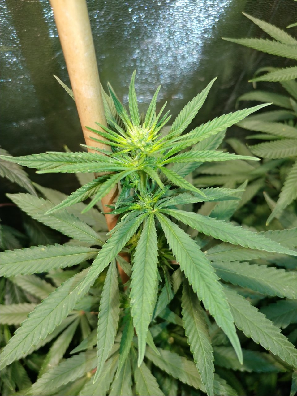 Icemud_Bangi Haze_F9_cannabis_seed_grow (6).jpg