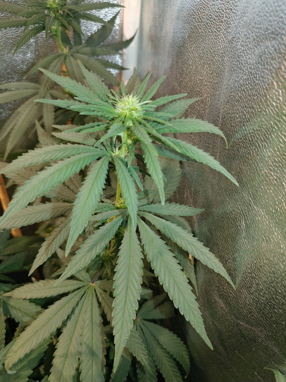 Icemud_Bangi Haze_F9_cannabis_seed_grow (9).jpg